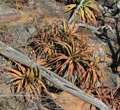 Aloe spicata
