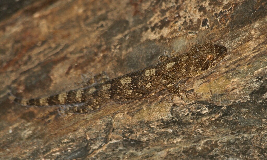 Wahlberg's Velvet Gecko