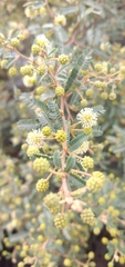 Mimosa pilulifera
