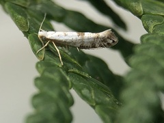 Argyresthia thuiella