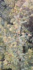Mimosa pilulifera