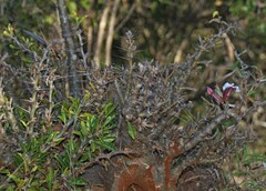 Pachypodium saundersii