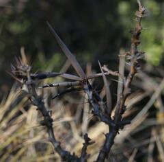 Pachypodium saundersii