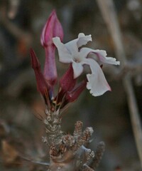 Pachypodium saundersii
