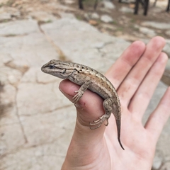 Sceloporus tristichus