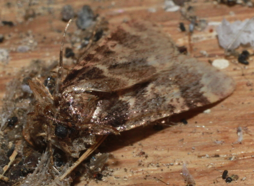Aglossa caprealis