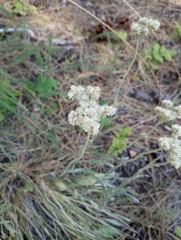 Antennaria anaphaloides