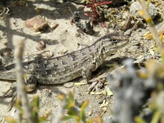 Liolaemus senguer