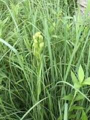 Platanthera praeclara