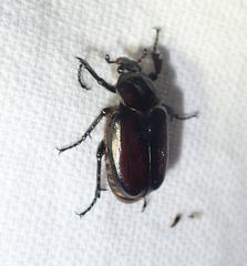 Osmoderma subplanata