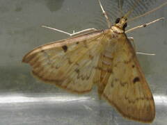 Herpetogramma fluctuosalis