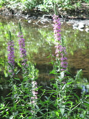 Lythrum salicaria
