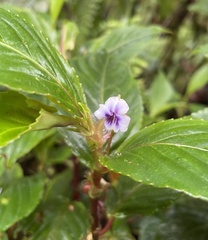 Viola stipularis