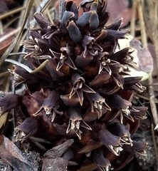 Kopsiopsis strobilacea