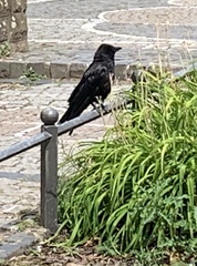 Corvus corone