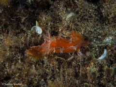 Plocamopherus maderae