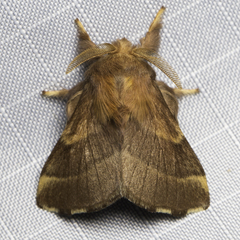 Malacosoma californica