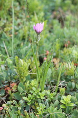 Scorzonera rosea