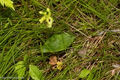 Platanthera clavellata
