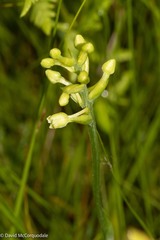 Platanthera clavellata