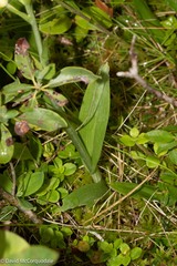 Platanthera clavellata
