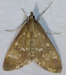Mecyna mustelinalis