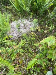 Platanthera clavellata