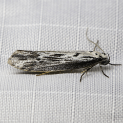 Ethmia discostrigella