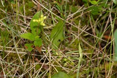 Platanthera clavellata
