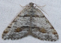 Macaria colata