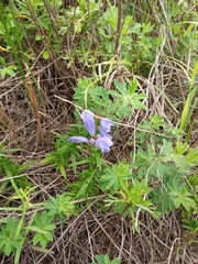 Dracocephalum ruyschiana