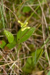 Platanthera clavellata