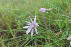 Scorzonera rosea