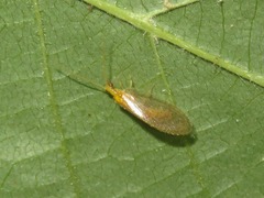 Hemerobius micans