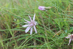 Scorzonera rosea
