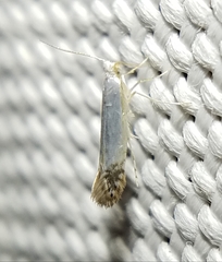 Argyresthia apicimaculella
