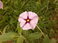 Lycianthes moziniana