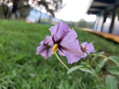 Lycianthes moziniana