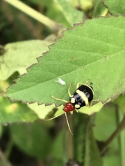 Gynandrobrotica ventricosa