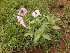 Lycianthes moziniana