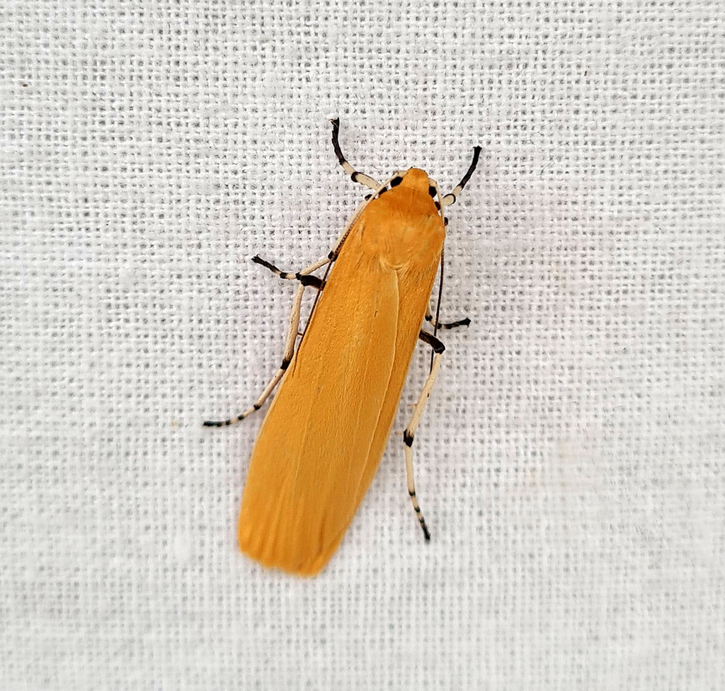 Ghoria nigripars