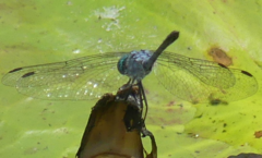 Micrathyria aequalis