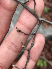 Nothofagus macrocarpa