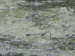 Erythromma viridulum