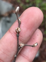 Nothofagus macrocarpa