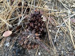 Kopsiopsis strobilacea