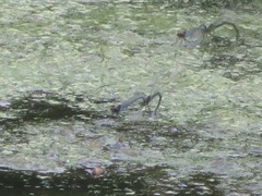 Erythromma viridulum