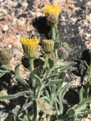 Erigeron miser