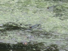 Erythromma viridulum