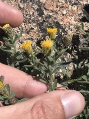 Erigeron miser
